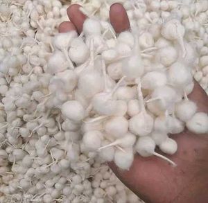 500 Classic Puja wicks with outstanding quality