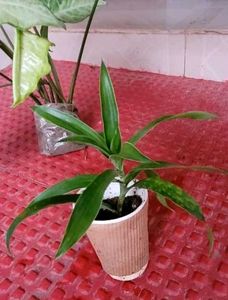 Set 3 Arrowhead &amp; Dracaena Dragon Plants