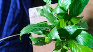 combo of plants