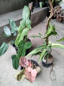 Indoor plants combo