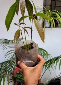 Big 🥭 Mango Plant 🌵