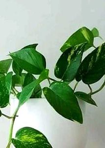 Money Plant