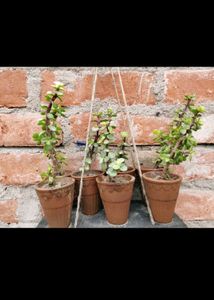 5 Plant with Rooted
