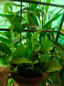 Pennywort Plant/ Coin Plant+ Money Plant Pothos