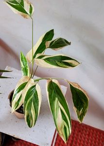 🌴 Ctenanthe pilosa Plant🪴&amp; pot