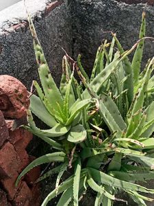 Plant