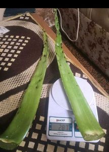 Fresh Aloe Vera Leaf - Natural Gel