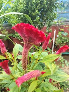 Red Velvet Flower  Plant