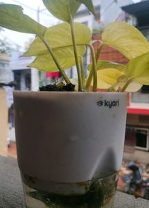 Aesthetic Money Plant