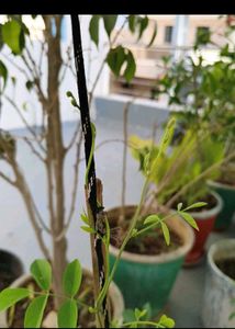 Aparajita Flower Plant seeds