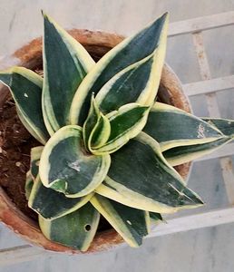 Snake Plant (dwarf)