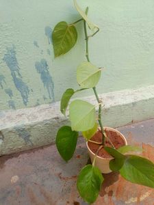 Healthy Money Plant
