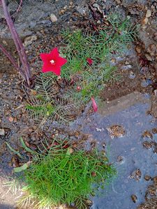 Red Cypress Vine Seeds