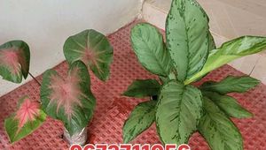 set 2 dieffenbachia segulne & UJJAISEEDS