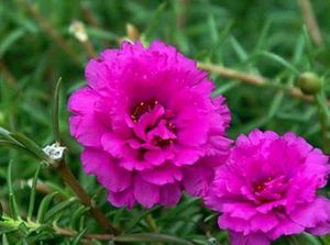 Diwali 🎇 offer Four combo flower plant