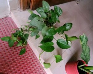 Set 2 Money &amp; Dieffenbachla Segulne Plants
