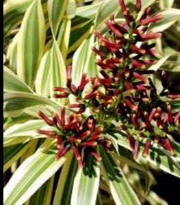 🪴 Pandanus Veitchii Plant 🌱&amp; pot