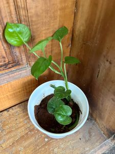 Dark green Money Plant In Quality White Pot