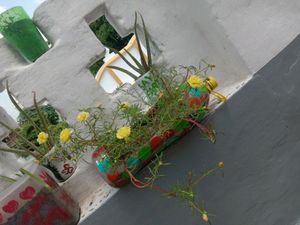 Vibrant Yellow Purslane Flowers