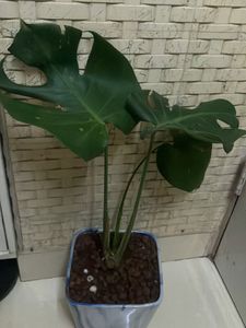 Beautiful Monstera Plant for Your Home