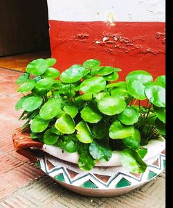 Coin Plant