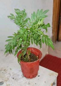 Tulsi &amp; Marigold Combos 3 Plants