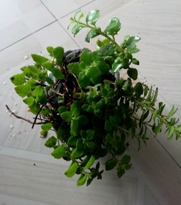 Pack 2 Pilea Depressa Plant 🌱