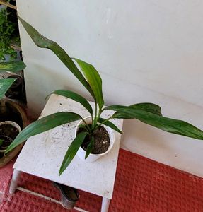 Pack 2 Dracaena Mahatma &amp; Heart Purple Plants&amp; Pot
