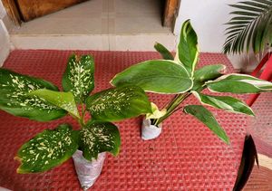 Pack 2 Dieffenbachia Seguine &amp; nevernever plant,