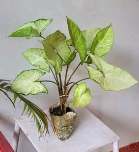 Ever Green 💚 Arrowhead Plant 🌵