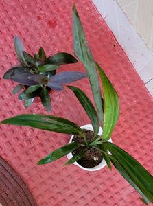 Pack 2 Dracaena Mahatma &amp; Heart Purple Plants&amp; Pot