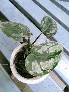 Plants Mix Combo