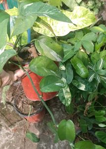 epipremnum pinnatum albo