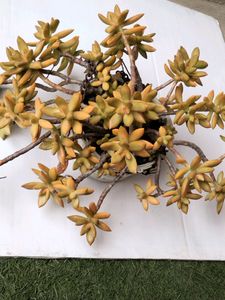 Sedum Adolphii Cuttings  Available