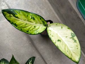 3 varities  dieffenbachi,Indoor Plants combo