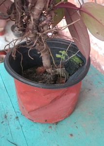 Healthy Philodendron black Plant
