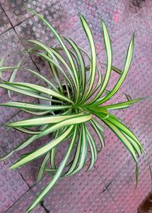 Set 2 Pandanus veitchii &amp; Caladium Alocasia Plants