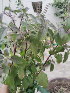 Tulsi plant