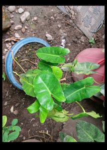 Combo Plants