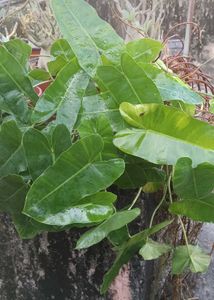 green burl marx Philodendron Plant