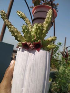 Red Dragon Cactus
