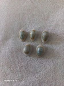 Natural Cowrie Shells for Jewelry Making