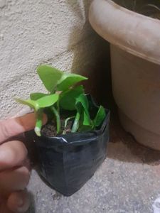 3 Healthy Pothos Plant Cutting potted in grow bag