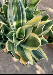Whole1 Year Old Mature Dwarf Snake Plant