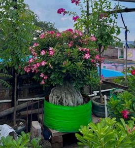 Adenium Arabicum verity