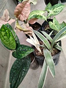 beautiful  plants for home