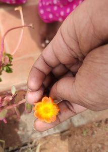 Portulaca 8 Colour