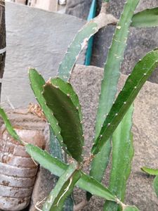 Dragon Fruit Live Plant