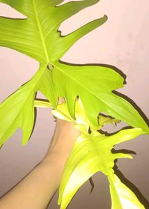Rare Philodendron Florida ghost top Cutting