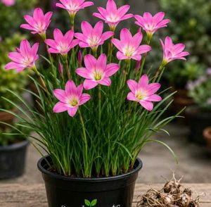 Diwali 🎇 offer Four combo flower plant